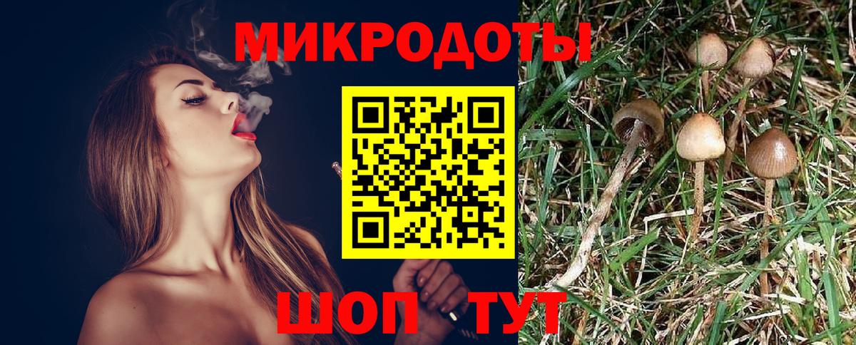 Псилоцибиновые грибы Psilocybe  Кореновск 